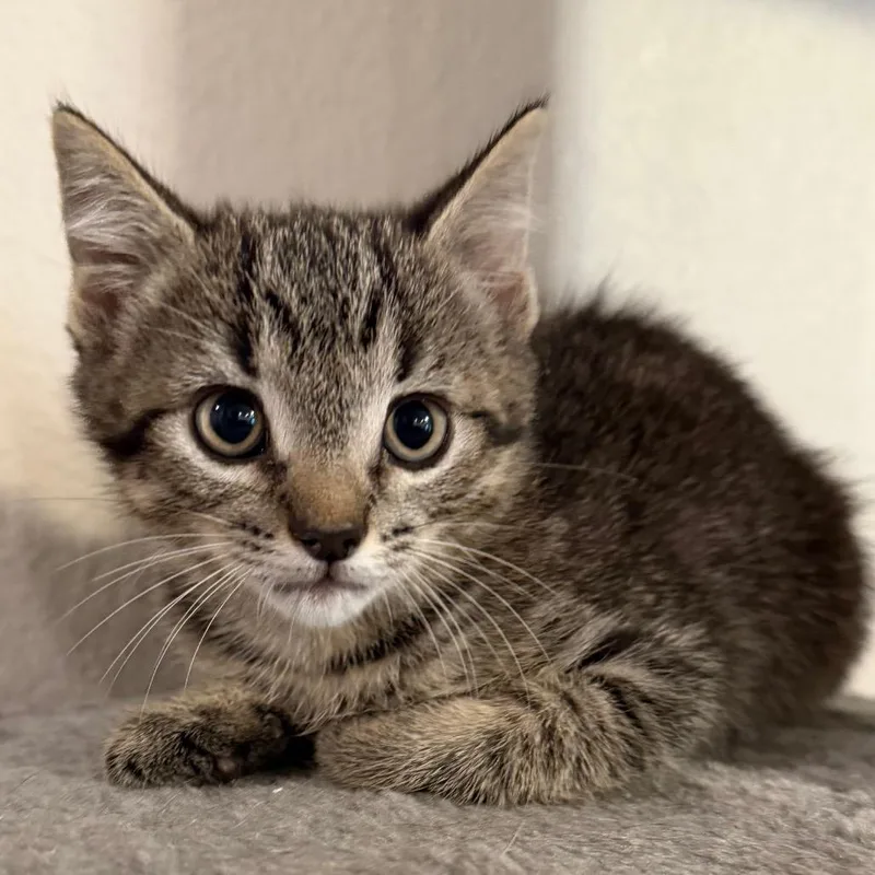 A baby small-sized female Gray / Blue / Silver Domestic Short Hair cat named Ash for adoption in Midland, TX