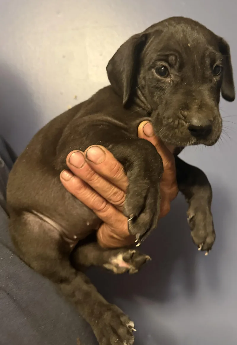 A baby extra large-sized female Black Great Dane dog named Paisley for adoption in Maryville, TN