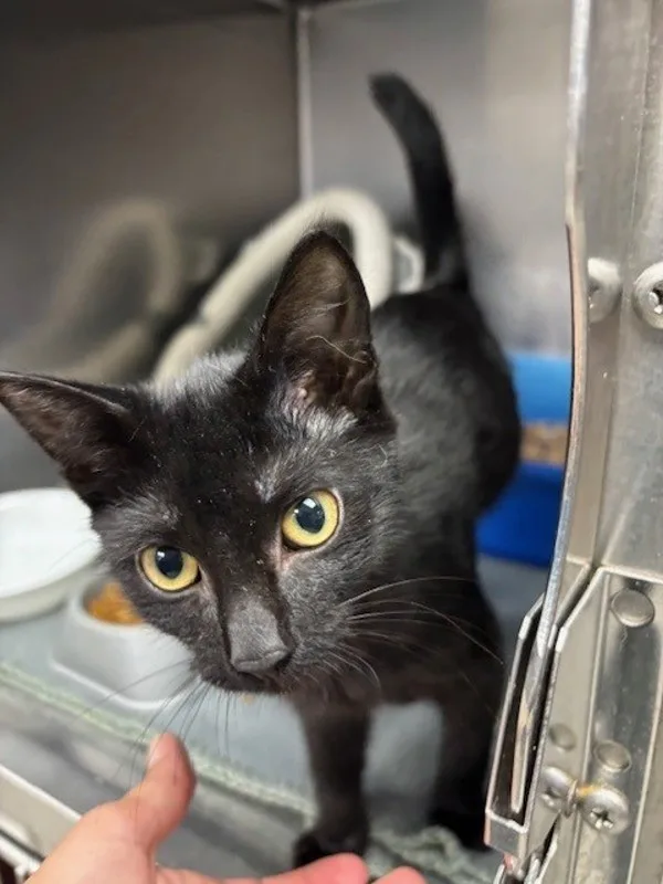 A young medium-sized female Domestic Short Hair cat named Peony for adoption in Kingston, NY