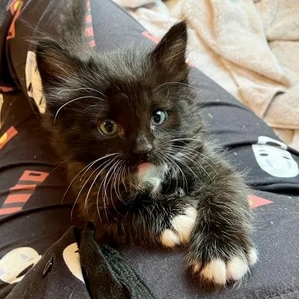 A baby small-sized female Domestic Medium Hair cat named Dalton for adoption in Wheaton, IL