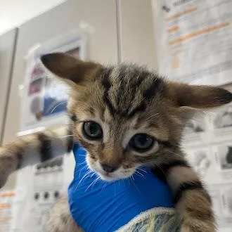 A baby small-sized female Domestic Short Hair cat named Cherry Pie for adoption in Las Vegas, NV
