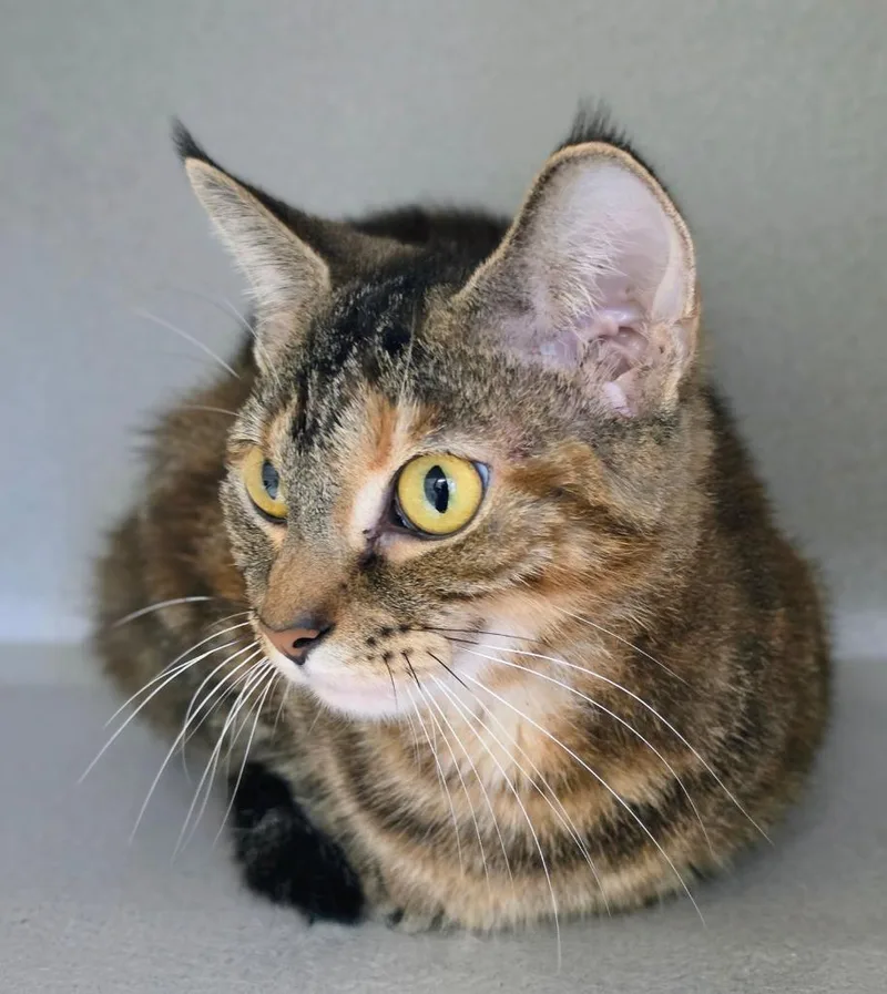 An adult medium-sized female Domestic Short Hair cat named Chunky for adoption in Bloomington, IN