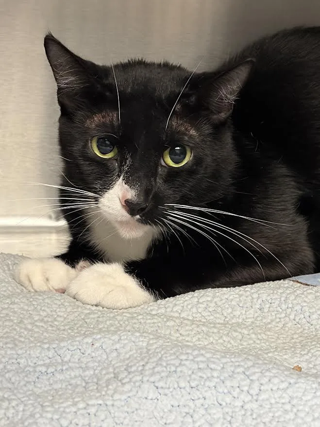 An adult medium-sized female Domestic Short Hair cat named Zayu for adoption in Los Angeles, CA