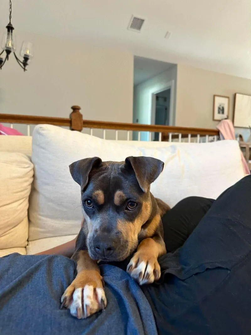 A young medium-sized female Pit Bull Terrier dog named Reese for adoption in Carmel, NY