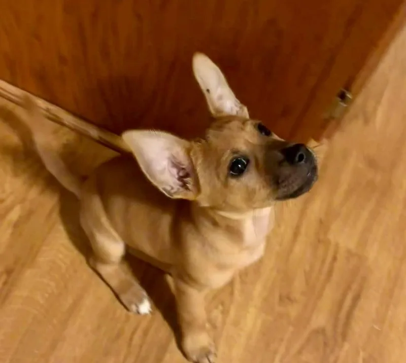 A baby small-sized male Red / Chestnut / Orange Terrier dog named Scruffy for adoption in Medfield, MA