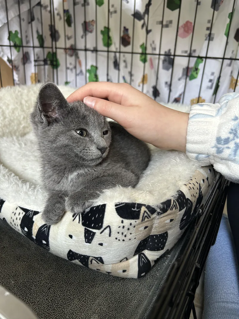 A baby medium-sized female Domestic Short Hair cat named Queenie for adoption in Karns City, PA