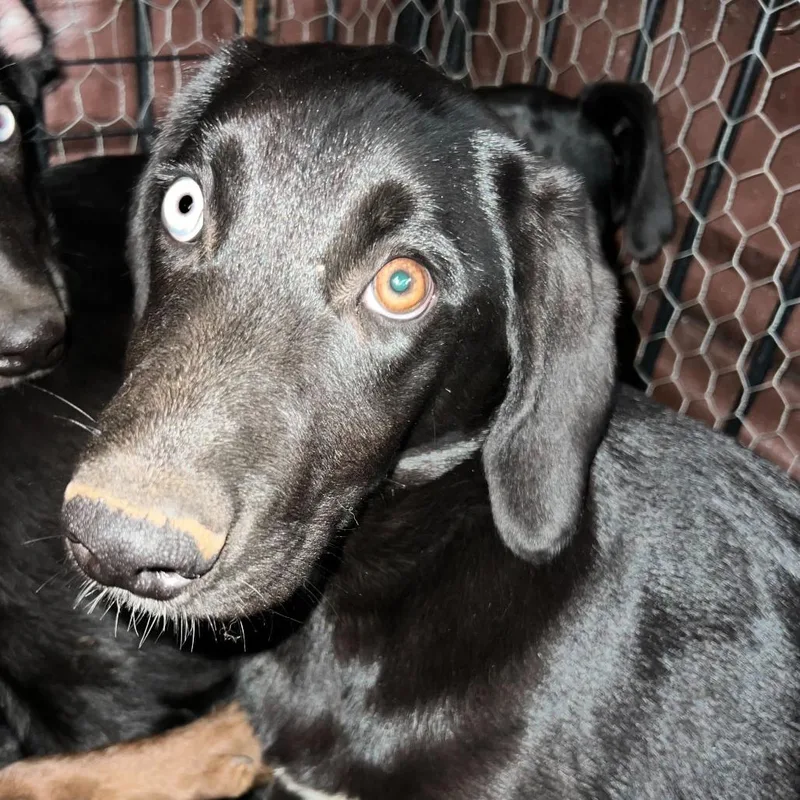 A baby large-sized female Black Mixed Breed dog named Hojicha for adoption in San Francisco, CA