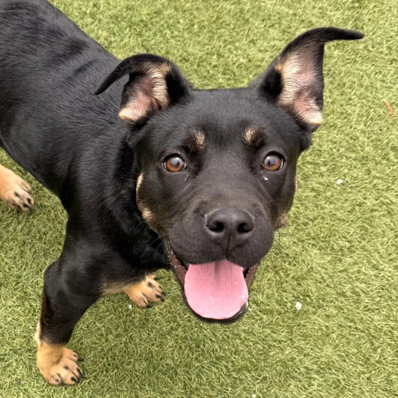 A baby medium-sized female Black Shepherd dog named Nova for adoption in Santa Barbara, CA