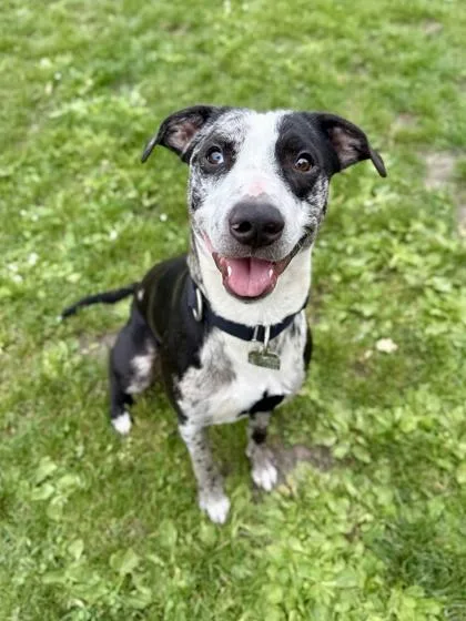 An adult medium-sized male Black Mixed Breed dog named Baloo for adoption in Roseburg, OR
