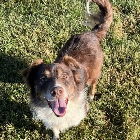 An adult medium-sized male Australian Shepherd dog named Carter for adoption in Albany, NY