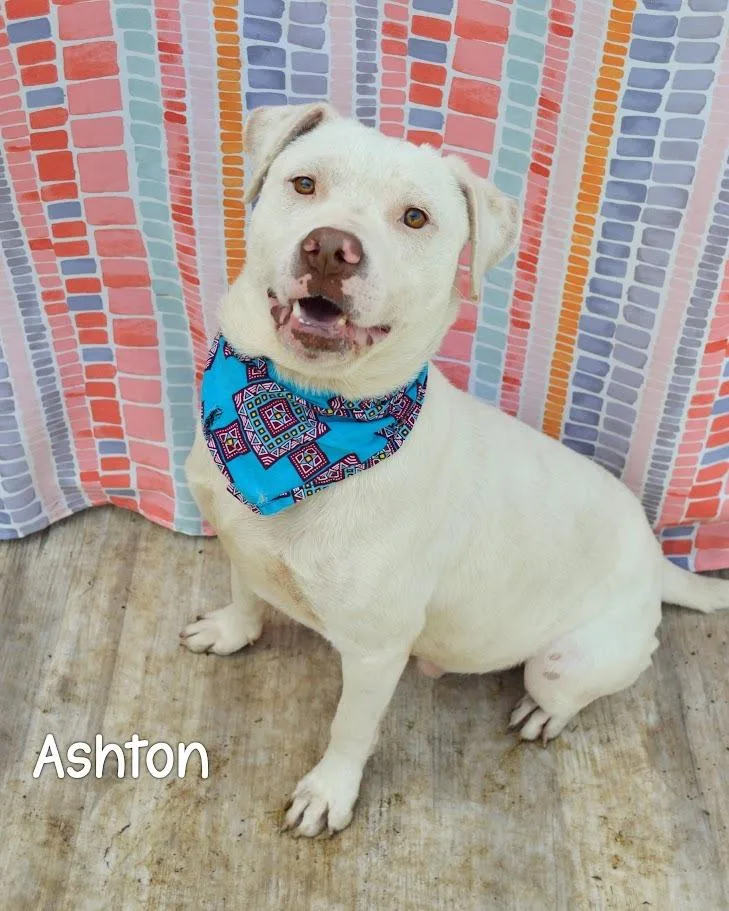 Ashton
