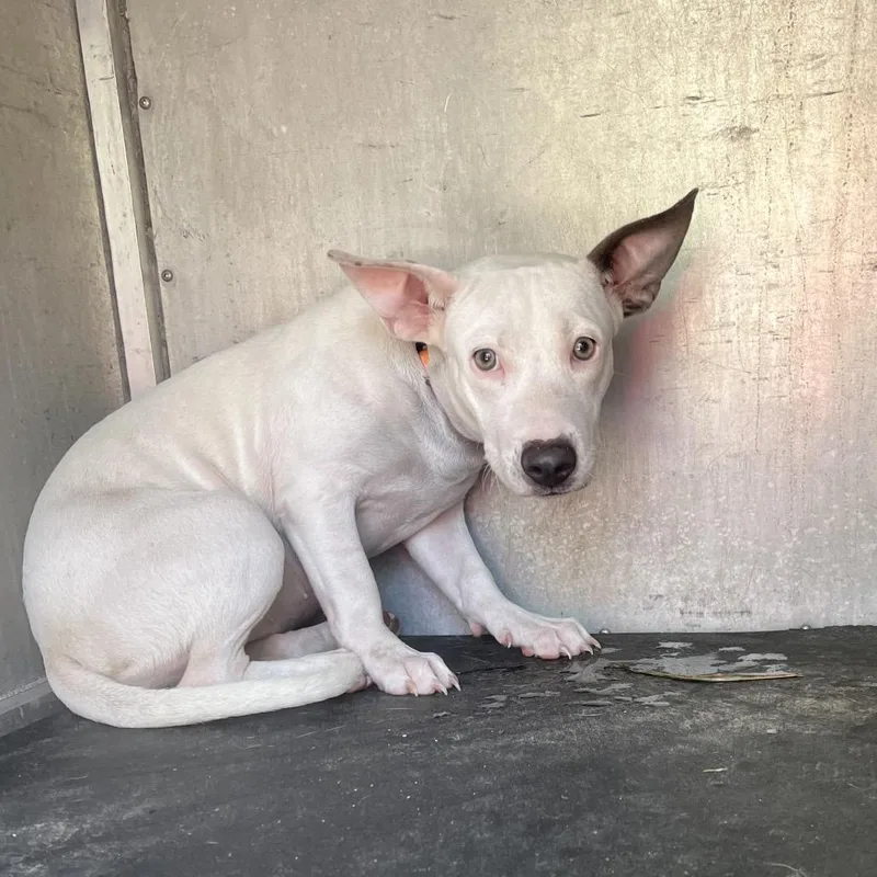 A young small-sized female White / Cream Pit Bull Terrier dog named Whale Shark for adoption in Edinburg, TX