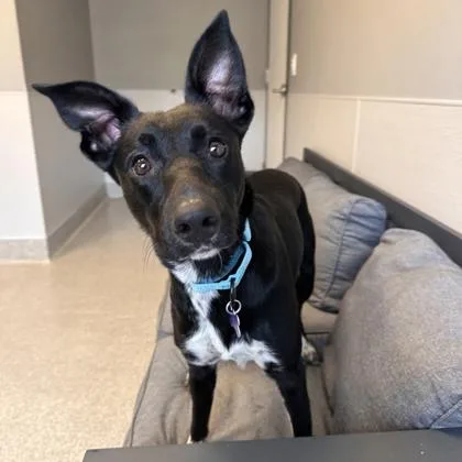 An adult medium-sized female Black Mixed Breed dog named Booberry for adoption in Lansing, MI