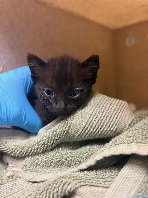 A baby small-sized female Domestic Short Hair cat named Nancy for adoption in Riverside, CA