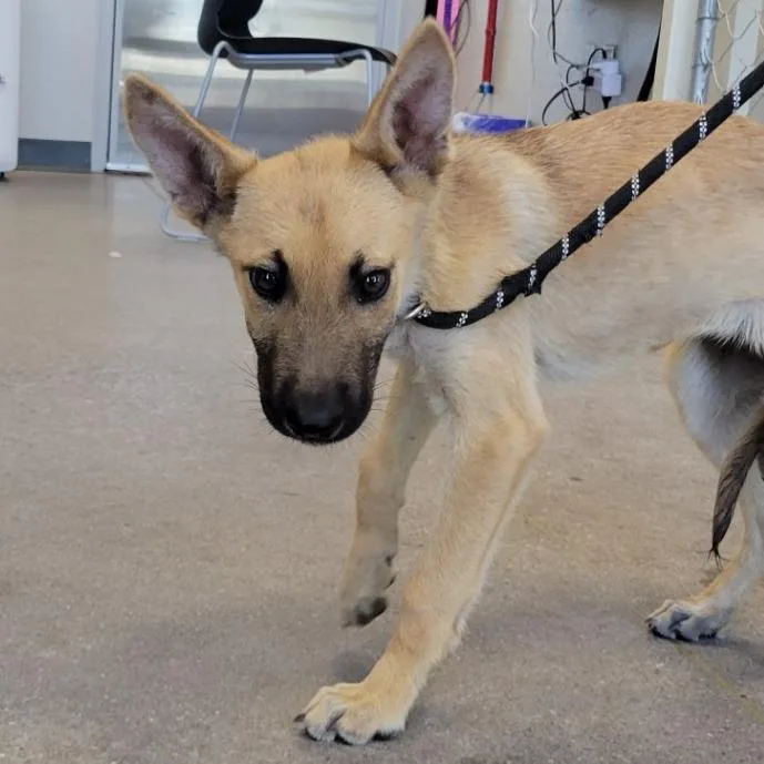 A baby small-sized female Yellow / Tan / Blond / Fawn Mixed Breed dog named Ducky for adoption in Las Cruces, NM