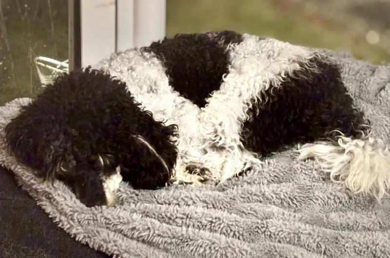 An adult small-sized male Tricolor (Brown, Black, & White) Poodle dog named Hamlet for adoption in Wolcott, CT