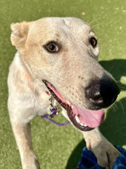 An adult large-sized male Mixed Breed dog named Darby for adoption in Wichita, KS