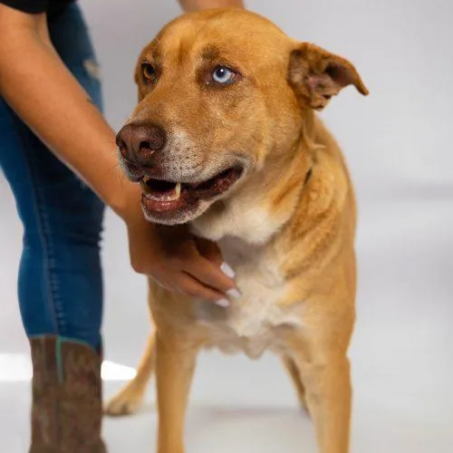 A senior medium-sized male Apricot / Beige Labrador Retriever dog named Bear for adoption in Sullivan City, TX