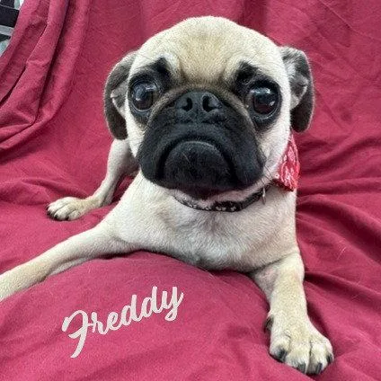 A baby small-sized male Pug dog named Freddy bestieofChiqui for adoption in Houston, TX