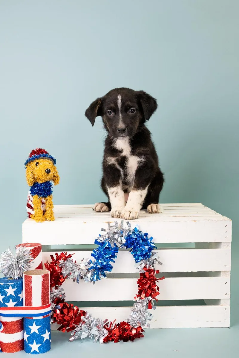 A baby medium-sized female Shepherd dog named 555-26 for adoption in Brighton, CO