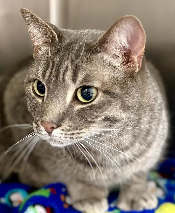 An adult large-sized male Tabby (Gray / Blue / Silver) Domestic Short Hair cat named Cricket for adoption in Jackson, MI
