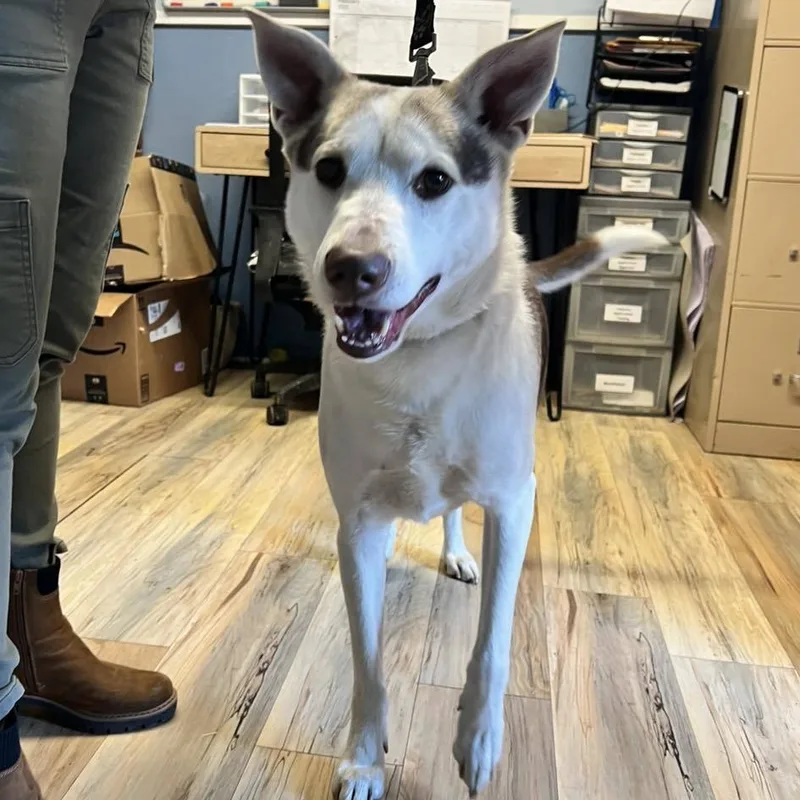 An adult medium-sized male Husky dog named Kojak for adoption in Shreveport, LA