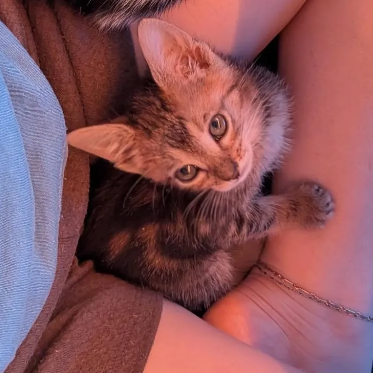 A baby small-sized male Brown / Chocolate Domestic Short Hair cat named Bugs for adoption in Tustin, CA