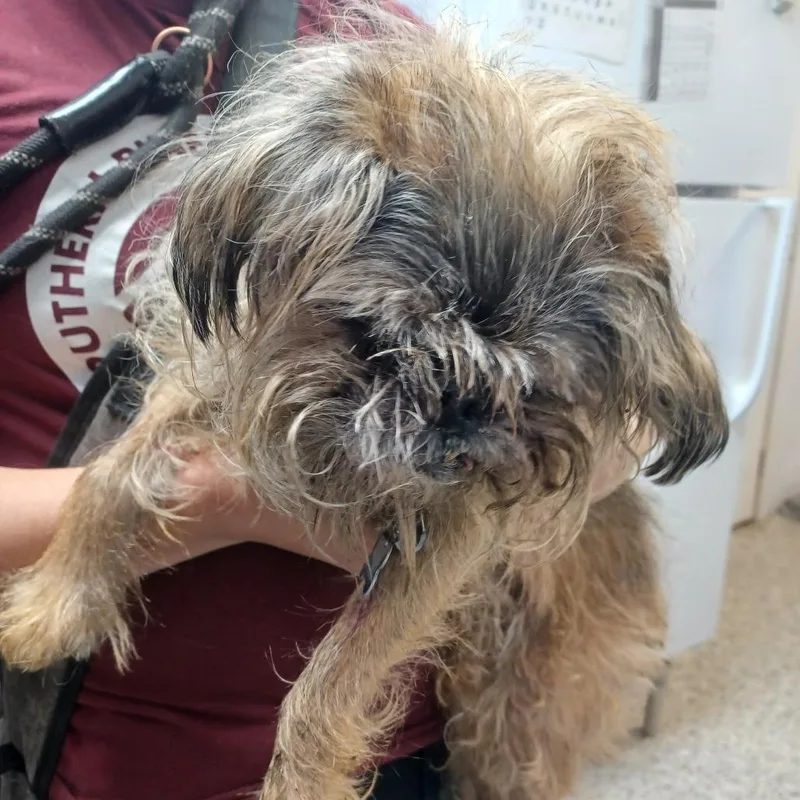 A senior small-sized male Yellow / Tan / Blond / Fawn Brussels Griffon dog named Yuri for adoption in Hattiesburg, MS