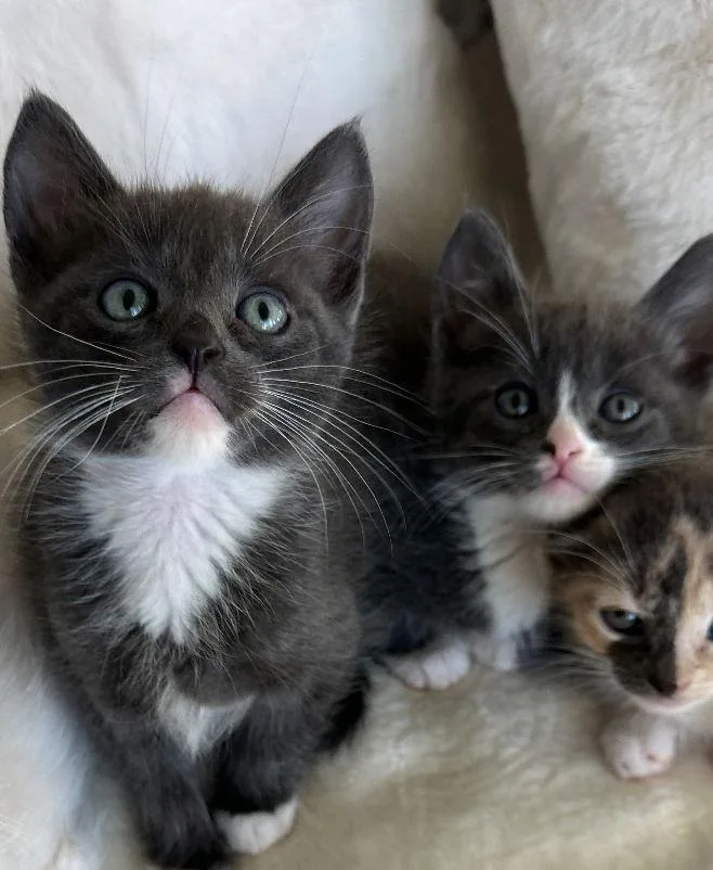 Tom & Jerry thumbnail 3