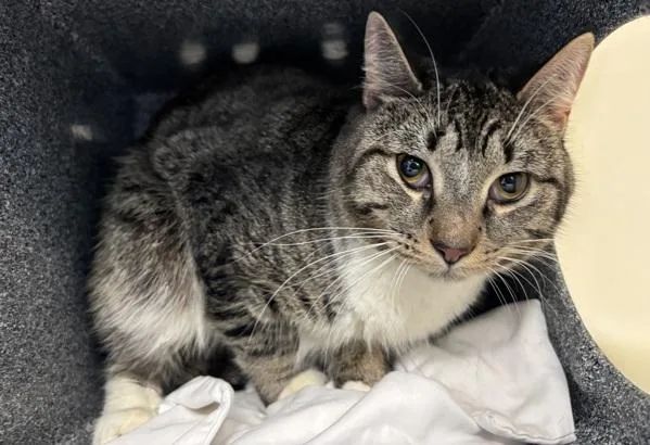 The Jackson  Paws thumbnail 2