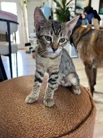 A baby medium-sized female Domestic Short Hair cat named Niccolite for adoption in Los Angeles, CA