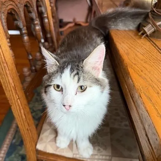 A young small-sized female Gray / Blue / Silver Domestic Short Hair cat named Vesper for adoption in Buffalo, MN