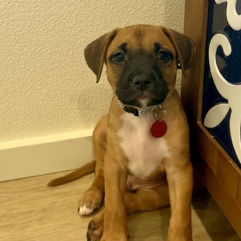 A baby medium-sized male Yellow / Tan / Blond / Fawn Mixed Breed dog named Licorice for adoption in Portland, OR