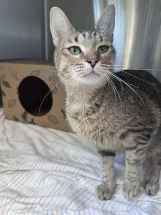 An adult medium-sized female Domestic Short Hair cat named Violet for adoption in West Chester, PA