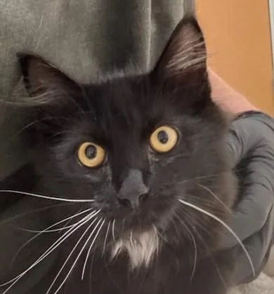 A baby small-sized female Domestic Long Hair cat named Corn for adoption in Eugene, OR