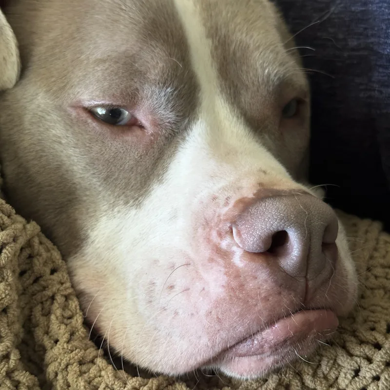 An adult medium-sized female Pit Bull Terrier dog named Olivia for adoption in Richmond, VA