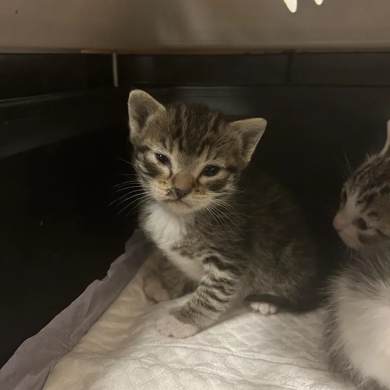 A baby small-sized female Brown / Chocolate Domestic Short Hair cat named Angelica for adoption in Reno, NV