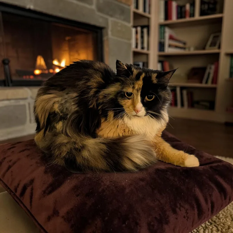Chloe