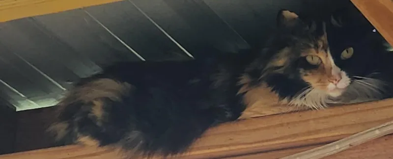 Chloe thumbnail 4