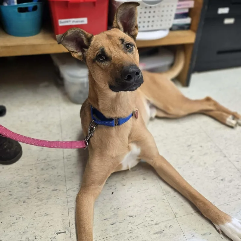 A young medium-sized male Yellow / Tan / Blond / Fawn Shepherd dog named Bleachers for adoption in Grants Pass, OR