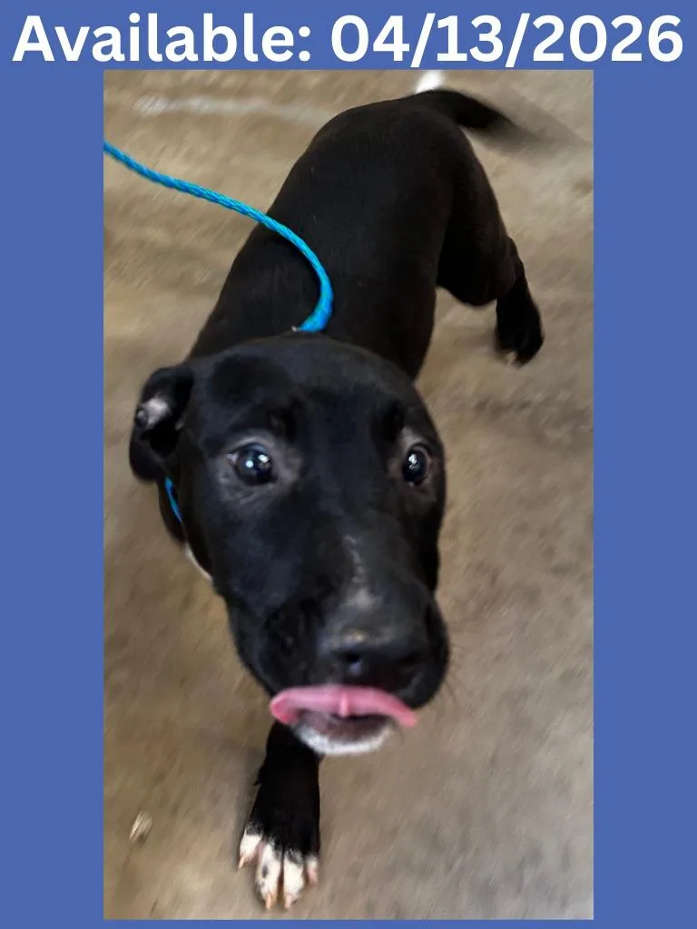 A baby small-sized male Pit Bull Terrier dog named Dog Kennel for adoption in Greenville, TX