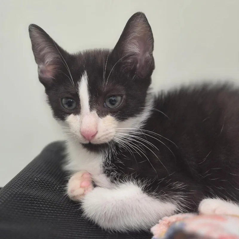 A baby small-sized male Black Domestic Short Hair cat named Reef for adoption in Chapel Hill, NC