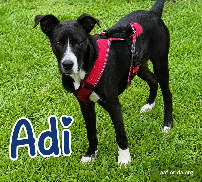 Adi
