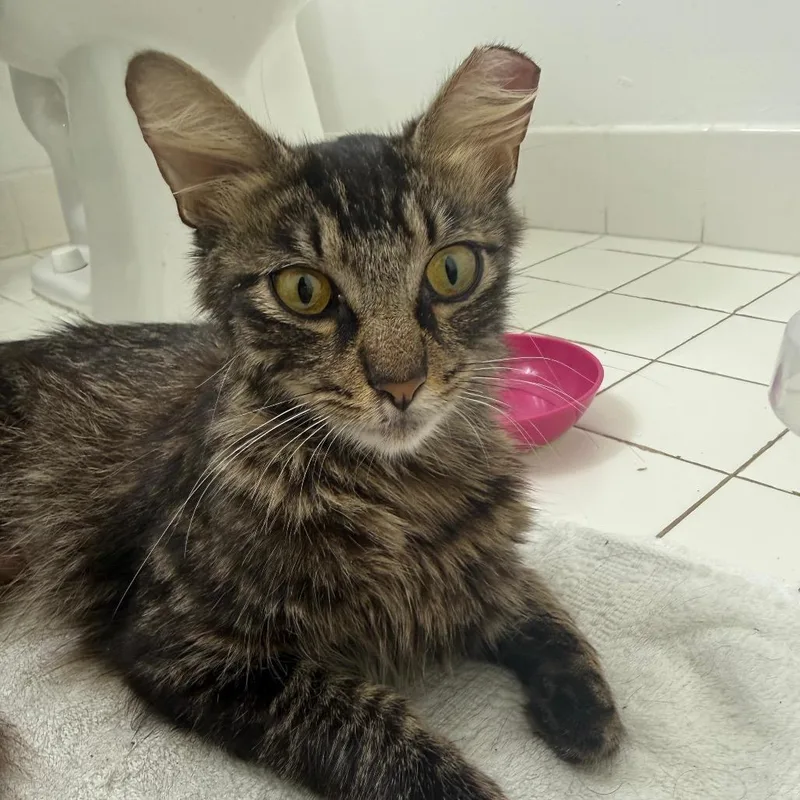 A young medium-sized female Brown / Chocolate Domestic Short Hair cat named Nova for adoption in Hamburg, NY