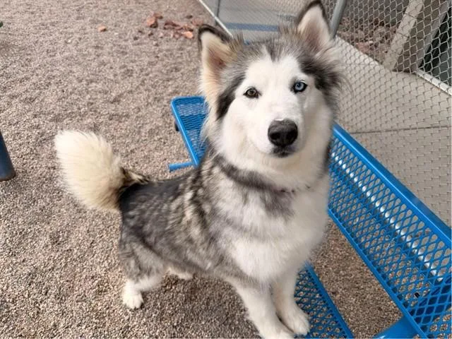An adult large-sized female Siberian Husky dog named Callie for adoption in Mesa, AZ