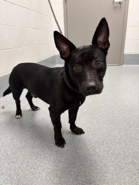 A young large-sized male Labrador Retriever dog named Boots for adoption in Indianapolis, IN