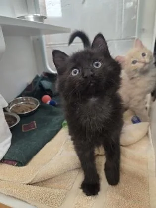 A baby small-sized male Domestic Short Hair cat named Rock for adoption in Savannah, GA