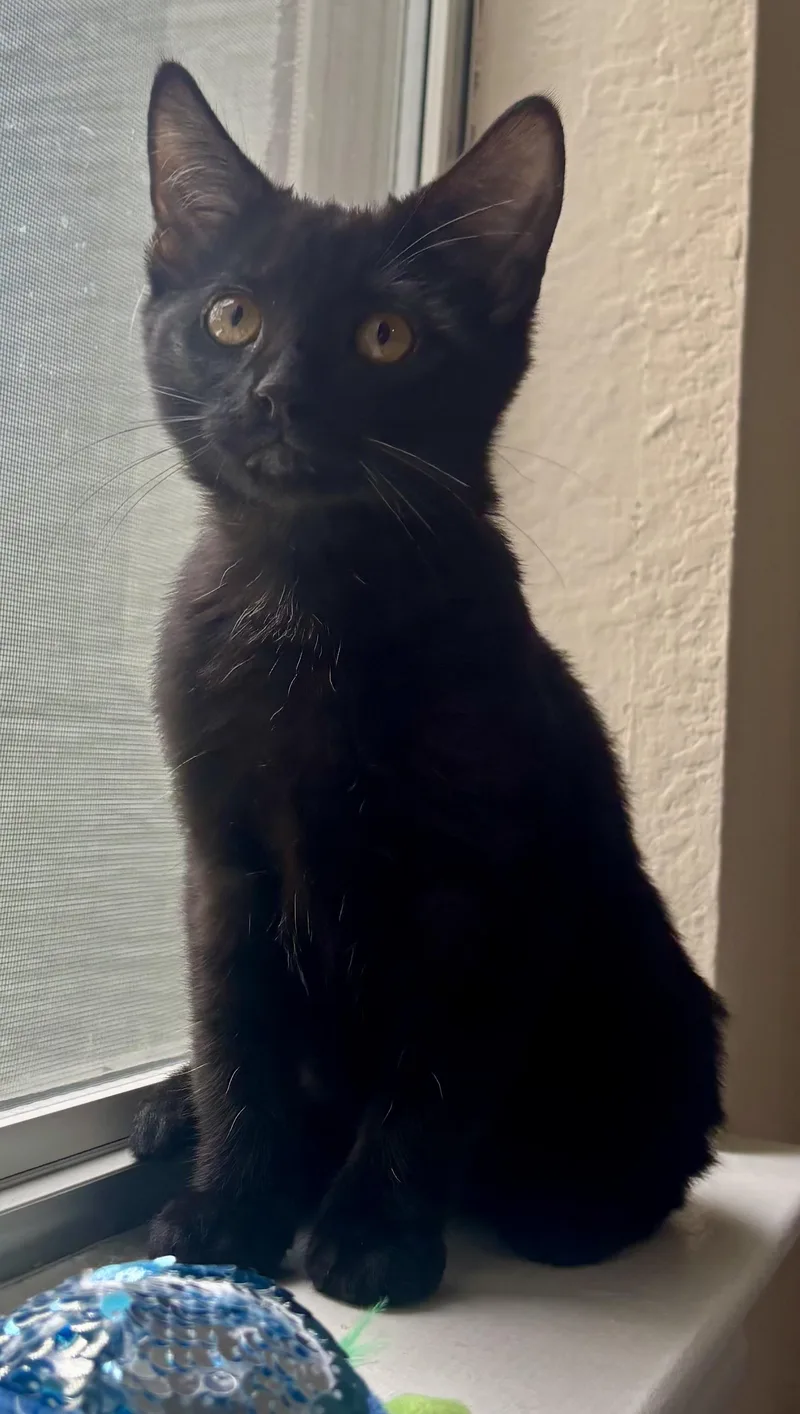 A baby medium-sized female Domestic Short Hair cat named Esme for adoption in Krum, TX