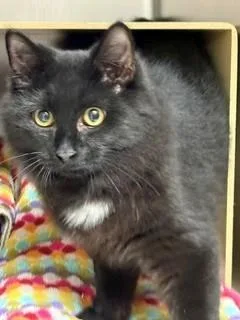 A young large-sized male Black Domestic Medium Hair cat named Kristoff for adoption in Cape May Court House, NJ