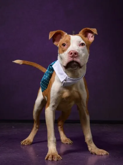 A young small-sized male Mixed Breed dog named Tosino for adoption in Atlanta, GA